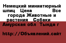 Немецкий миниатюрный шпиц › Цена ­ 60 000 - Все города Животные и растения » Собаки   . Амурская обл.,Тында г.